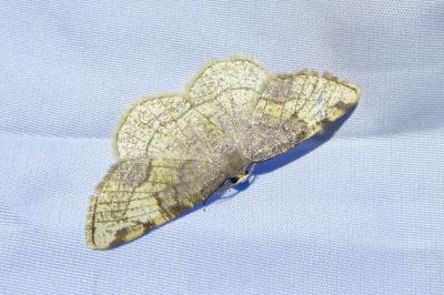 <i>Stegania trimaculata</i>
