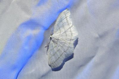 <i>Cabera pusaria</i>