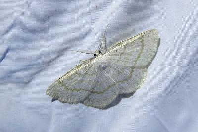 Cabera exanthemata