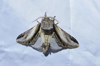 <i>Pheosia tremula</i>