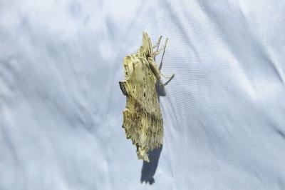 <i>Pterostoma palpina</i>