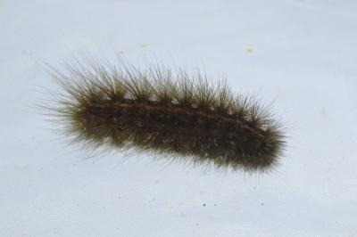 <i>Spilosoma lubricipeda</i>