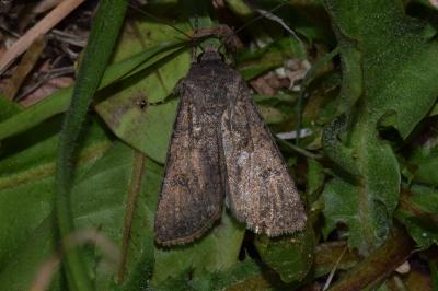 <i>Agrotis segetum</i>