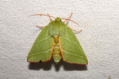 <i>Pseudoips prasinanus</i>