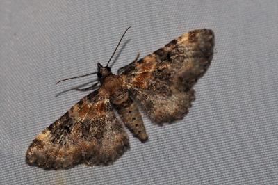<i>Eupithecia pulchellata</i>