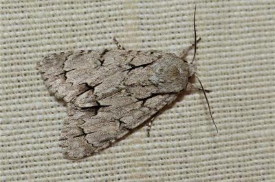 <i>Acronicta psi/tridens</i>