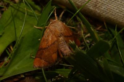 <i>Apoda limacodes</i>