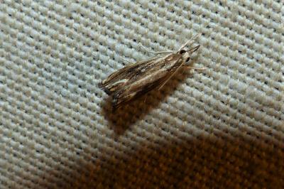 <i>Catoptria verellus</i>