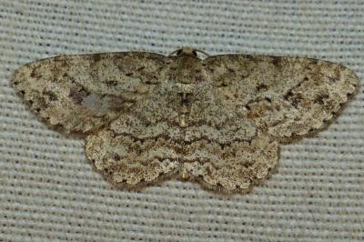 <i>Ectropis crepuscularia</i>
