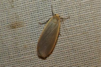 <i>Collita griseola</i>