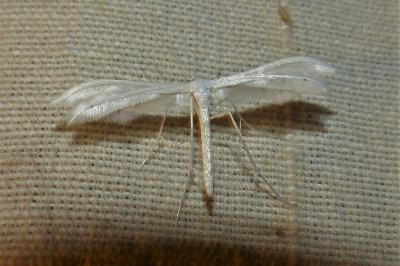 <i>Pterophorus pentadactylus</i>