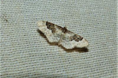 <i>Idaea rusticata</i>
