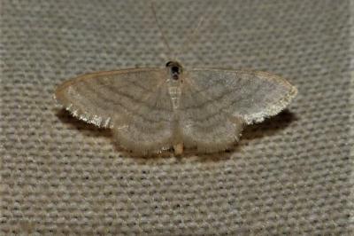 <i>Idaea subsericeata</i>