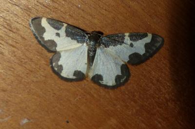 <i>Lomaspilis marginata</i>