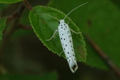 <i>Yponomeuta padella</i>