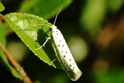 <i>Yponomeuta padella</i>