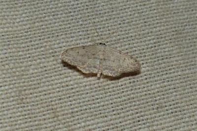 <i>Idaea seriata</i>