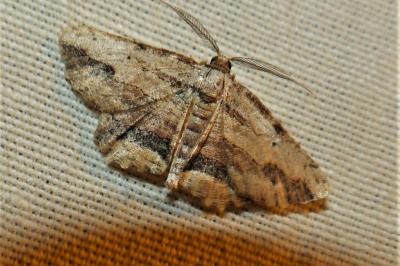 <i>Menophra abruptaria</i>