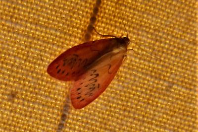 <i>Miltochrista miniata</i>