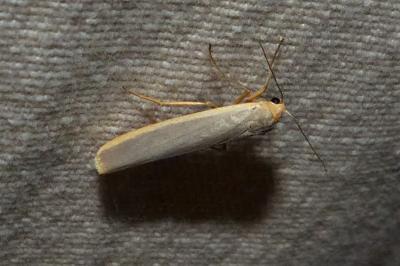 <i>Manulea complana</i>