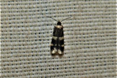 <i>Oegoconia</i>