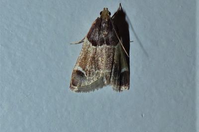 <i>Pyralis farinalis</i>