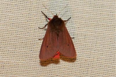 <i>Phragmatobia fuliginosa</i>