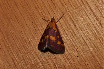<i>Pyrausta purpuralis</i>