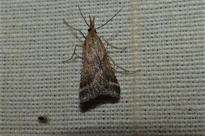 <i>Synaphe punctalis</i>