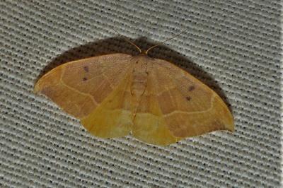 <i>Watsonalla binaria</i>