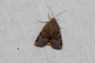 Noctua janthina