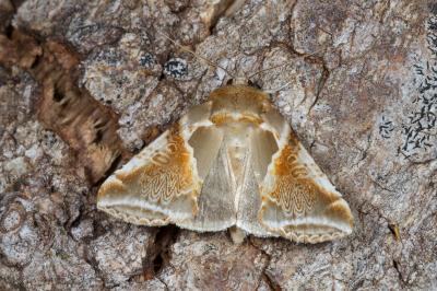 <i>Habrosyne pyritoides</i>