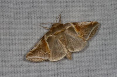 <i>Habrosyne pyritoides</i>