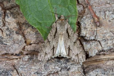 <i>Acronicta psi/tridens</i>
