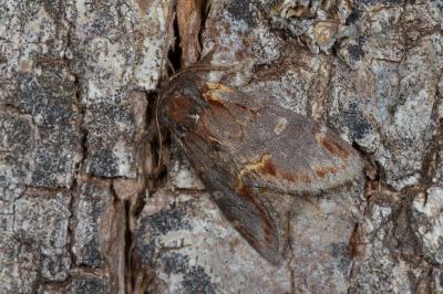 <i>Notodonta dromedarius</i>