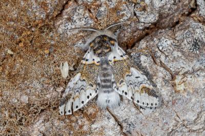 <i>Furcula furcula</i>