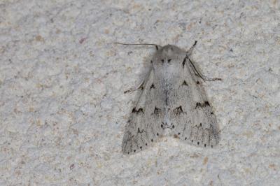 <i>Acronicta leporina</i>