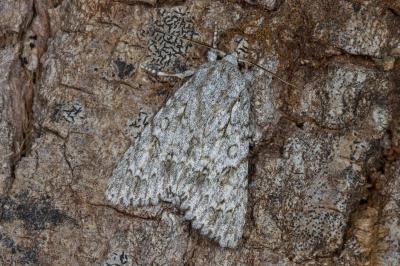 <i>Acronicta aceris</i>