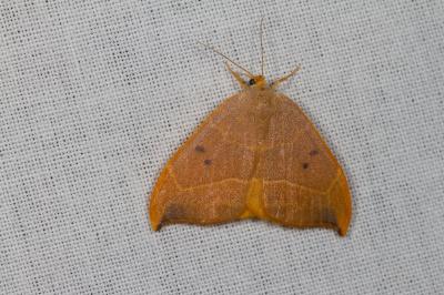 <i>Watsonalla binaria</i>