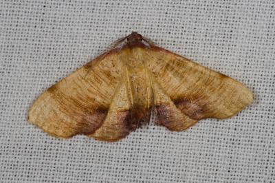 <i>Plagodis dolabraria</i>