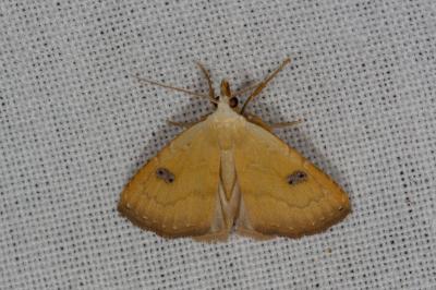 <i>Rivula sericealis</i>