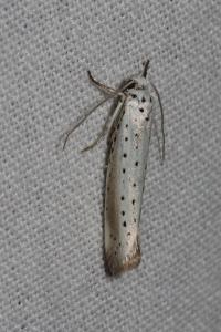 <i>Yponomeuta rorrella</i>