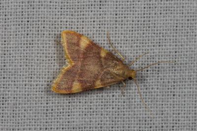 <i>Hypsopygia costalis</i>