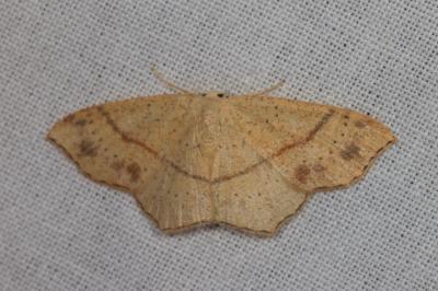 <i>Cyclophora punctaria</i>
