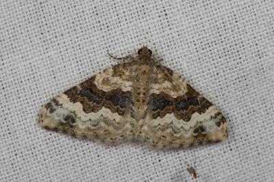 <i>Epirrhoe alternata</i>