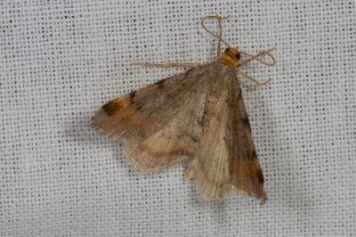 <i>Macaria liturata</i>