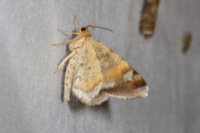 <i>Macaria liturata</i>