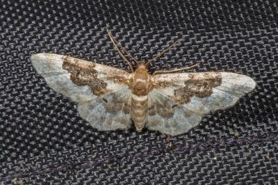 <i>Idaea rusticata</i>