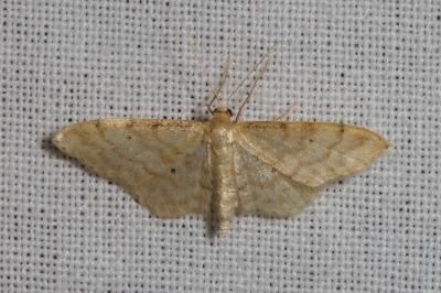<i>Idaea fuscovenosa</i>