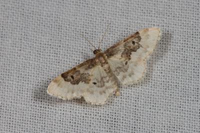 <i>Idaea rusticata</i>